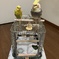 七七ちゃんケージに移る。
