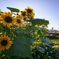 sunflower2024