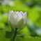 蓮の花 (湖水が池)