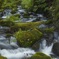 苔と流れ