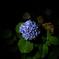 一つだけ咲いている紫陽花