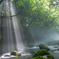 Forest Light