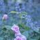 2025/06/13 Rose collection ♡ 18
