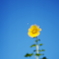 月と太陽