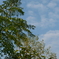 今朝の青空