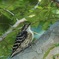 Japanese Pygmy Woodpecker