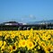 ひまわり畑から・・・・・