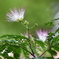ネムノキの花
