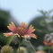Gaillardia