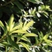 DSCF5044