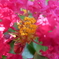 百日紅の花
