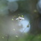 森の妖精-4