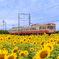 ひまわり畑 近江鉄道