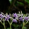 星形の花