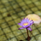 夏の光、紫の煌めき