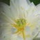 白い八重の蓮IMG_5965