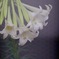 魅惑の花IMG_5943