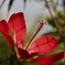 情熱の花IMG_6140