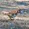 ブルーベリーを頬張るIMG_6111