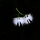 さぎ草 4