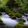 苔と流れ