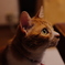 茶トラ白の猫