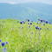 高原の花