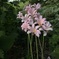 最近予期見かける花