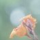 「Canna lily」