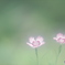「霧中ナデシコ」