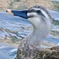 ひたきな眼差しIMG_6365