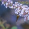 フサフジウツギIMG_6272