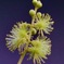 アカメガシワの花IMG_6279