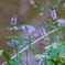 水辺のイヌハッカMG_6234