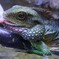 インドシナウォータードラゴン