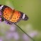 柳花笠に褄黒豹紋♀