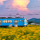 ひまわり畑 近江鉄道 夕景 4