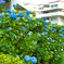 マンションの紫陽花