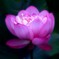 露華濃
