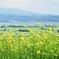 風に揺れる夏の声