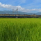 実りの沿線