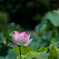 神代植物公園【花蓮園：蜀紅蓮】①20250820