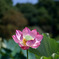 神代植物公園【花蓮園：蜀紅蓮】②20250820