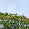 神代植物公園【さるすべり・ざくろ園：サルスベリ】①20250820