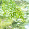 夏