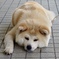 秋田犬