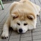 秋田犬