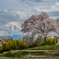 2024ワニ塚の桜