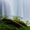 苔と滝の流れ