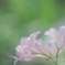 「夏水仙」